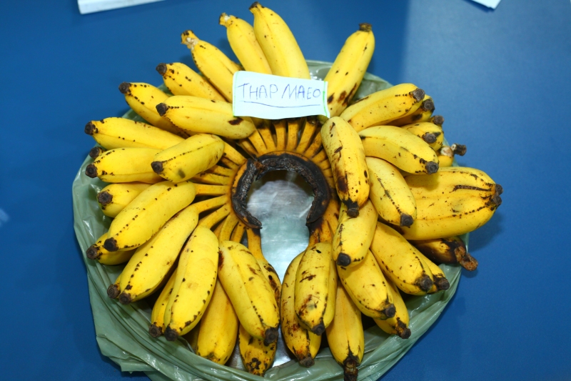 bananasdesenvolv01m