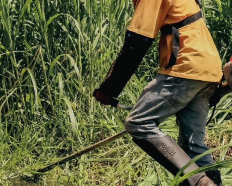 Prefeitura alerta: limpeza de terrenos baldios deve ser realizada dentro do prazo