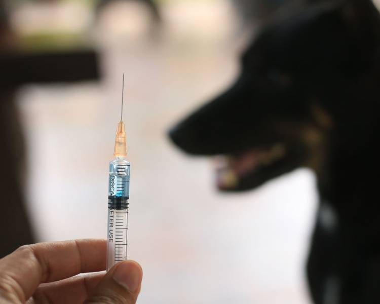 Campanha de Vacinação Antirrábica 2026 terá novo cronograma em Água Boa