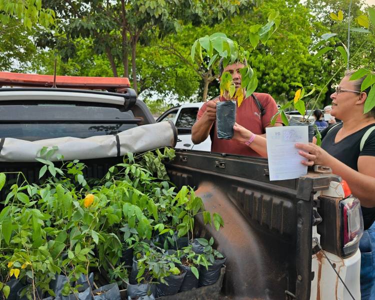 Semana do Meio Ambiente terá palestras, ações educativas e distribuição gratuita de mudas em Água Boa 